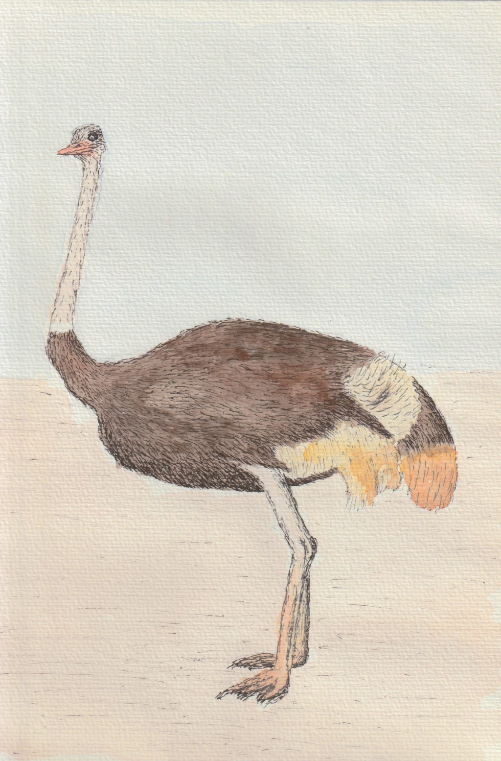 Ostrich