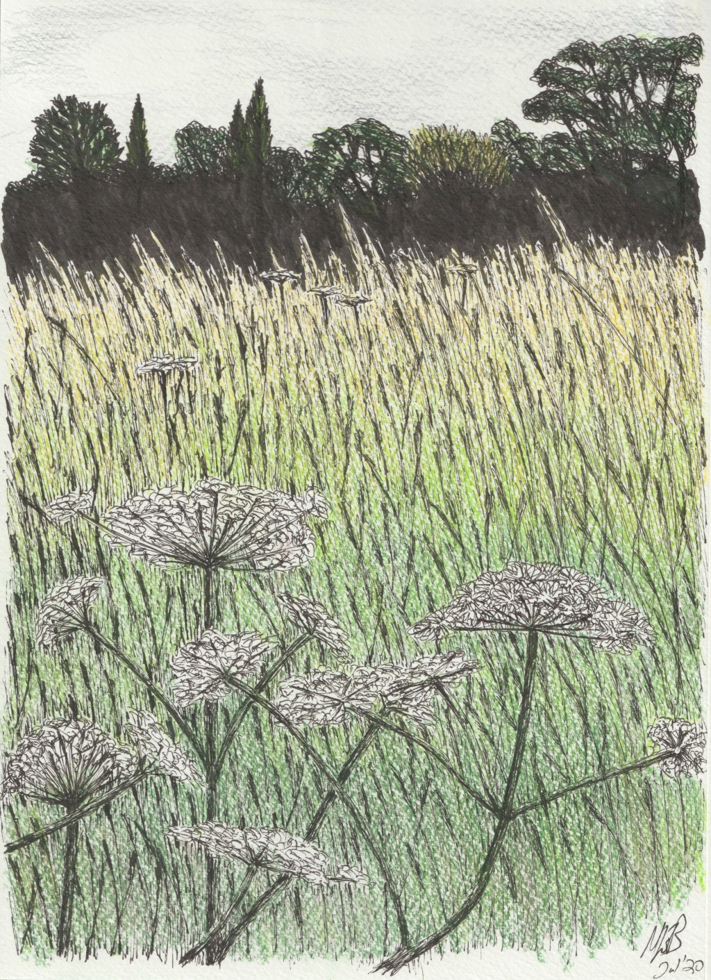 Reigate Heath – Grass & Cow&nbsp;Parsley