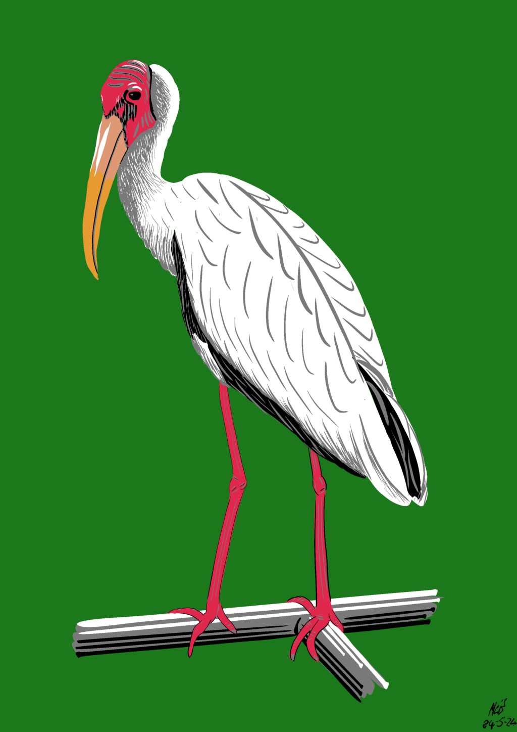 Milky Stork