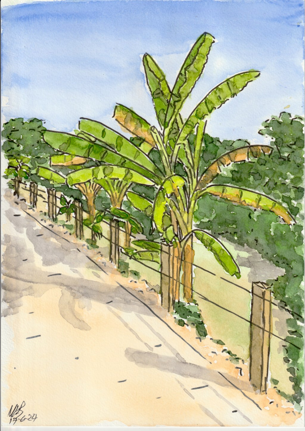 Roadside Banana