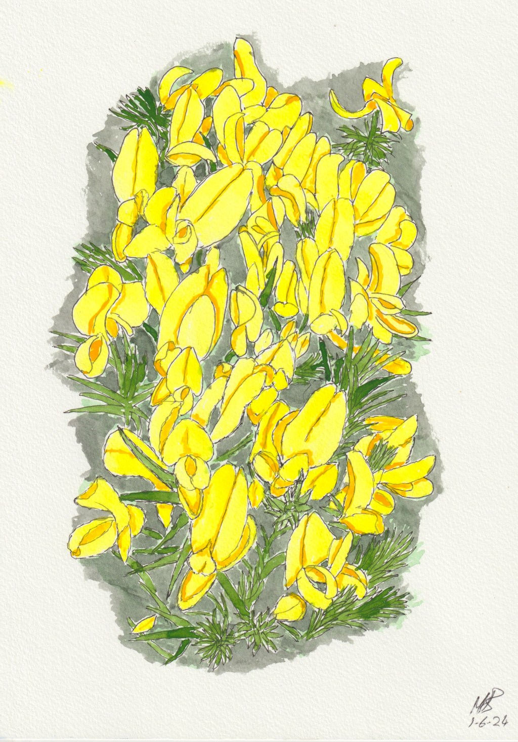 Gorse