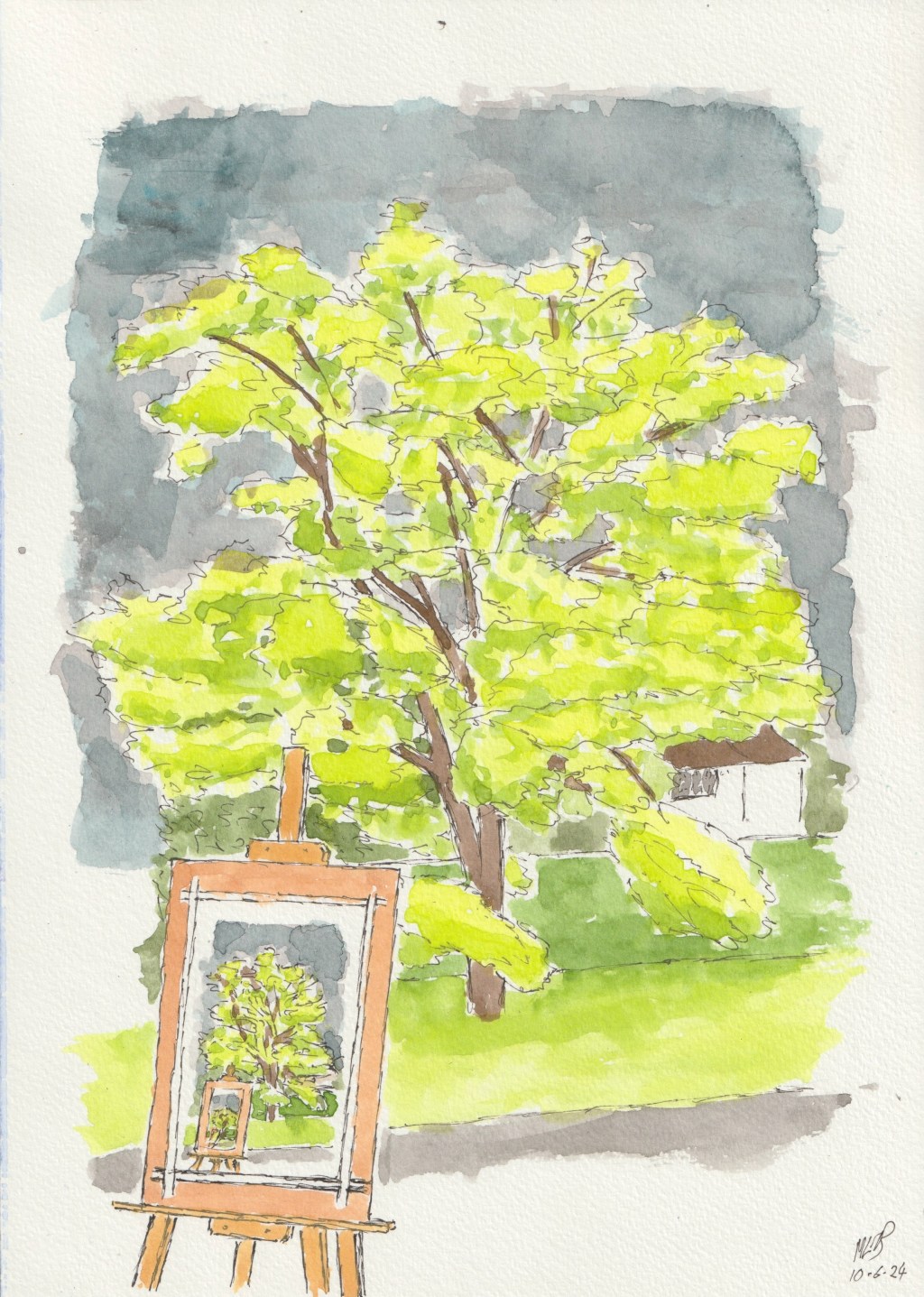 Robinia Tree